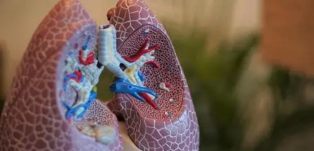 Lung model
