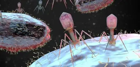 Phages attacking bacteria