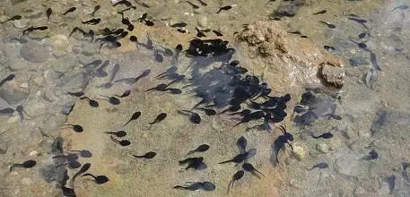 Tadpoles swimming