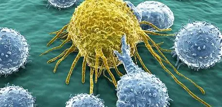 White blood cells attacking their target cell